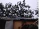Shows damaged roof covered in tarp at 800 Nicole Blvd, Ocoee, FL 34761