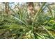 Yard featuring a pineapple plant with a growing pineapple, showcasing the tropical feel of the property and its landscape at 2921 Seminole Rd, St Cloud, FL 34772