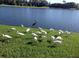 Scenic lake view with multiple white ibis and one great blue heron along the grassy shoreline at 991 Lake Berkley Dr, Kissimmee, FL 34746