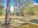 Large backyard featuring scattered trees and a grassy area at 6189 Nw 68Th St, Ocala, FL 34482