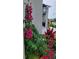 Landscaping featuring a potted bougainvillea plant with magenta flowers, enhancing the curb appeal and adding a touch of elegance at 676 Tanaro Ln, Haines City, FL 33844