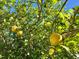 A lush citrus tree laden with ripe yellow fruit against a bright blue sky showcases Florida's tropical charm at 4809 Jeanette Ct, St Cloud, FL 34771