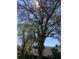 Lush backyard tree with ample shade at 539 Libby Rd, Babson Park, FL 33827