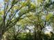 Neighborhood scene of lush trees creating a beautiful canopy for a serene environment at 910 Spring Park St # 103, Celebration, FL 34747