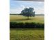 Beautiful field view from the backyard, featuring a mature oak tree and green pasture at 2926 Siesta View Dr, Kissimmee, FL 34744