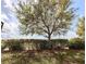 Backyard featuring a large shade tree, trimmed hedges, and green grass at 10731 Belfry Cir, Orlando, FL 32832
