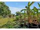 Lush garden featuring banana trees and potted plants in this sunny backyard at 541 Rebecca Dr, St Cloud, FL 34769