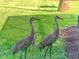 Two adult sandhill cranes and a juvenile foraging on the lawn near the home at 6132 Waterfield Way, St Cloud, FL 34771