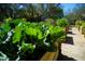 Community garden plots with lush greenery and raised beds for planting vegetables and herbs at 300 Falling Water Dr, Kissimmee, FL 34759