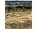 An aerial view of the back yard and other houses in the community at 333 Almansa St, Davenport, FL 33837