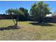 Backyard featuring a brick fence, lush lawn, mature shade trees and three palm trees at 633 Cypress Tree Ct, Orlando, FL 32825