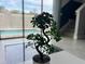 Interior view featuring a decorative plant, a bright countertop, and a glimpse of the pool area at 236 Villa Domani Cir, Davenport, FL 33896