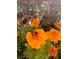 Close-up of bright orange flowers with a bumble bee, showcasing the garden's natural beauty at 8907 Legacy Ct # 14 205, Kissimmee, FL 34747