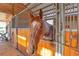 Close-up of horse inside a barn stall, featuring wood paneling and safety bars at 3255 Tucker Ave, St Cloud, FL 34772
