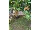 Close-up of a bountiful fruit tree in the yard, ladder shown at 954 Hacienda Cir, Kissimmee, FL 34741