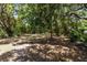 This treed backyard features sun and shade at 2560 Greenwood Dr, Kissimmee, FL 34744