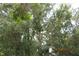 Lush, dense canopy of trees creates a private and natural backyard setting at 386 San Jose Dr, Winter Haven, FL 33884