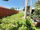 A flourishing backyard garden, surrounded by a privacy fence and lush greenery, creating a serene outdoor space at 622 Dromedary Ct, Kissimmee, FL 34759
