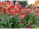 Close up view shows vibrant red and white amaryllis flowers add color to the home's manicured landscaping at 12445 Bohannon Blvd, Orlando, FL 32824