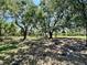 A beautiful lot showcasing natural Florida landscape, mature trees, and a mix of sun and shade at 2350 Bradbury Rd, Haines City, FL 33844