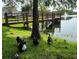 Peaceful pond scene with ducks near a wooden pier, enhanced by a lush green lawn at 4008 San Gallo Dr # 106, Kissimmee, FL 34741