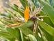 Close-up of a Bird of Paradise plant in full bloom, showcasing its vibrant colors and unique shape at 315 Wildflower Rd, Davenport, FL 33837
