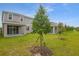 Expansive backyard featuring green grass and newly planted trees at 216 Flag Lilly Ln, Umatilla, FL 32784
