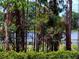 View of lake through trees and vegetation at 600 Lake Butler Ave, Osteen, FL 32764
