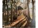 Scenic view of a tree-lined driveway leading through the property at 2700 Cherokee Rd, St Cloud, FL 34772