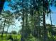 Scenic view of a tree-lined path through the property, showcasing lush greenery against a blue sky backdrop at 2700 Cherokee Rd, St Cloud, FL 34772