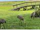 Sandhill Cranes enjoying a lush green lawn with a wooden bridge and scenic marsh view at 2700 Cherokee Rd, St Cloud, FL 34772