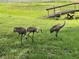 Sandhill Cranes roam freely on a lush green lawn, near a wooden bridge, with a marsh view at 2700 Cherokee Rd, St Cloud, FL 34772