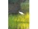 White bird standing tall in a picturesque pond surrounded by bright, green reeds at 204 Canary Island Cir, Davenport, FL 33837
