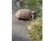 A gopher tortoise ventures across the pavement towards a grassy area at 204 Canary Island Cir, Davenport, FL 33837
