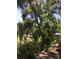 Backyard view with a patio, lush landscaping, trees, and view of pond in the distance at 5019 Pineapple St, Lake Wales, FL 33898