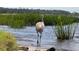 Sandhill crane standing in a serene wetland habitat at 4056 Ashton Club Dr, Lake Wales, FL 33859