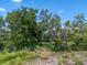 Wide view of fenced backyard with thick trees creating privacy at 1525 Gants Cir, Kissimmee, FL 34744