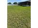 View of the green backyard featuring well maintained grass, a screened in porch and sunny skies at 506 Myakka Pl, Kissimmee, FL 34759