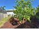 Lush backyard with citrus trees and well-maintained landscaping at 225 Temple Cir, Eustis, FL 32726
