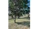 Spacious backyard with healthy green grass, mature trees, and a sturdy black fence for added privacy at 113 Walton Heath Dr, Orlando, FL 32828