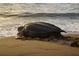 Sea Turtle coming ashore on the beach in the sunshine to lay eggs in the sand at 38 Seaside Dr, Ormond Beach, FL 32176