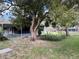 Backyard view of the home with an old tree, open porch, and mature landscaping at 917 E Valencia St, Lakeland, FL 33805