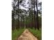 Secluded dirt road through the pines and trees at 24605 Ne 177Th Ter, Fort Mc Coy, FL 32134
