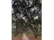 A beautiful, secluded dirt road surrounded by lush trees and greenery at 24605 Ne 177Th Ter, Fort Mc Coy, FL 32134