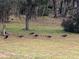 Turkeys wandering through the expansive backyard with mature trees at 24605 Ne 177Th Ter, Fort Mc Coy, FL 32134