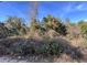 A lush land with various trees and bushes beneath a clear blue sky at 0 Se 141St Pl, Umatilla, FL 32784