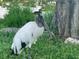 Close-up view of a wood stork standing tall in a lush grassy area at 858 Lafayette Ln, Lakeland, FL 33805