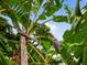 Close up of a lush banana tree with a cluster of green bananas and a budding banana flower under a clear blue sky at 11321 Ledgement Ln, Windermere, FL 34786