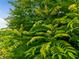 Lush Curry Leaf tree showcasing dense, green foliage, offering aromatic leaves for culinary use at 11321 Ledgement Ln, Windermere, FL 34786