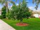 Charming front yard with a mature mango tree, lush lawn, and well-maintained landscaping at 11321 Ledgement Ln, Windermere, FL 34786